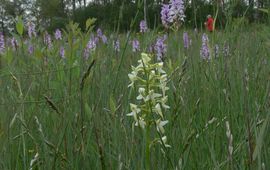 Welriekende nachtorchis, Gevlekte orchis en Tandjesgras