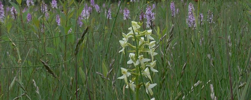 Welriekende nachtorchis, Gevlekte orchis en Tandjesgras