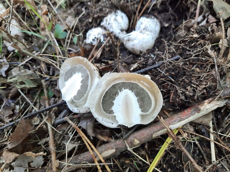 Duivelseieren van de Grote stinkzwam