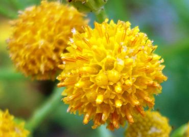 Duinkruiskruid heeft géén lintbloemen