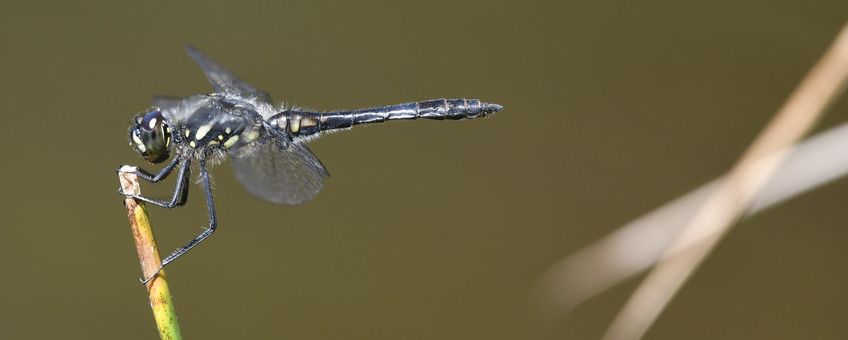 Zwarte heidelibel - primair