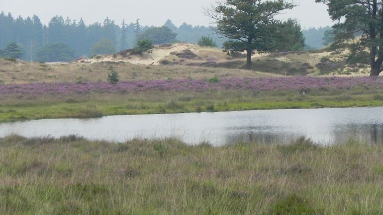 Grenspoel – zandduinen met ven en bloeiende struikheide