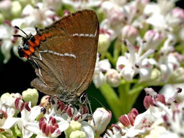 Vrouwtjes komen soms uit de boomtoppen om nectar te drinken, zoals hier (in Hongarije) op kruidvlier