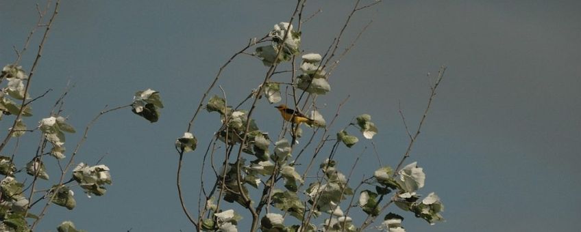 Oriolus oriolus. Wielewaal