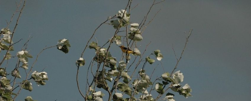 Oriolus oriolus. Wielewaal