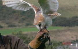 Vogelbescherming Kerkuil op hand