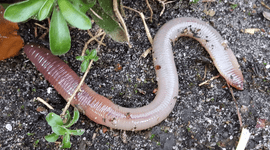 Lumbricus terrestris, regenworm