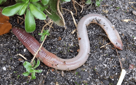 Lumbricus terrestris, regenworm
