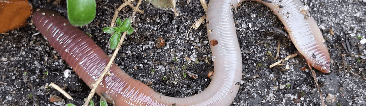 Lumbricus terrestris, regenworm