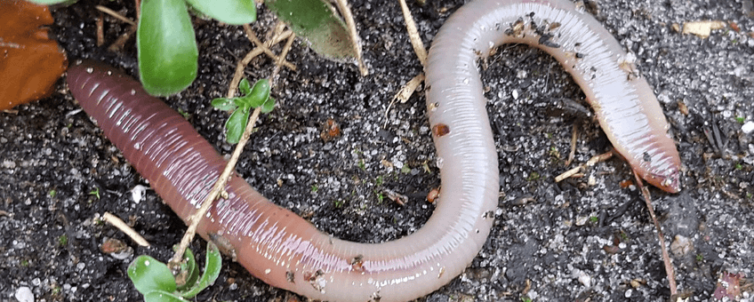 Lumbricus terrestris, regenworm
