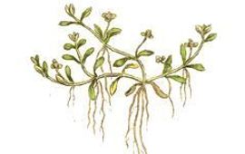 James Edward Smith Gesteeld glaskroos, English botany; or, coloured figures of British plants, London, C.E. Sowerby, 1836, 2. edition, volume 3 (plate 578), publiek domein