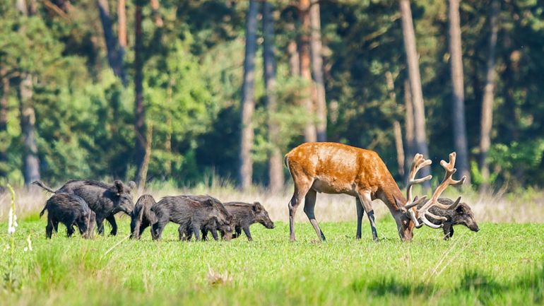 Edelhert en wilde zwijnen