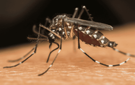 Aedes aegypti.