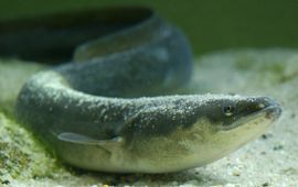 Good Fish Paling