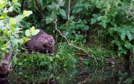 Jamie Lebbink Bever