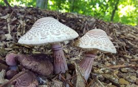 Marjolein Tschur Gebundelde champignonparasol