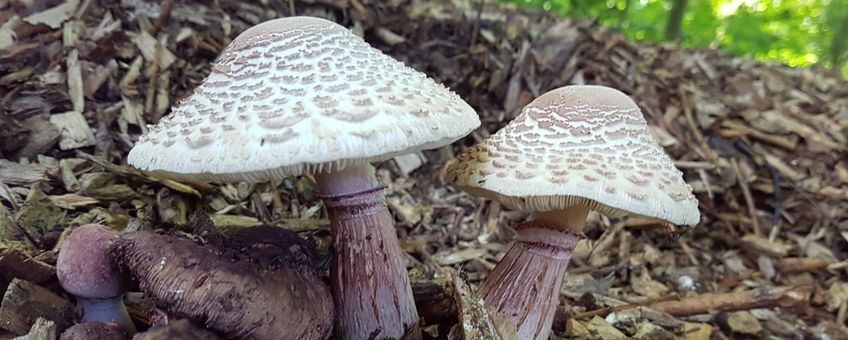 Gebundelde champignonparasol