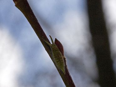 Rups grote weerschijnvlinder in de winter