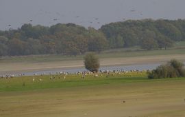 Jan Nijendijk, Saxifraga Grus grus. Kraanvogel