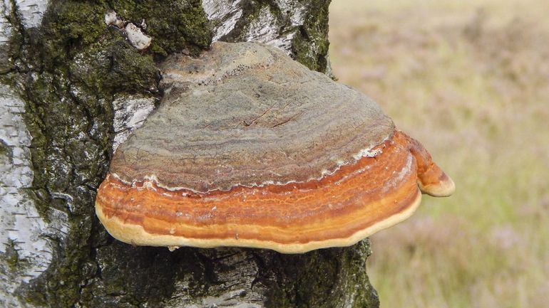 De roodgerande houtzwam groeit voornamelijk op stammen van sparren, maar soms ook op berken, esdoorns en beuken