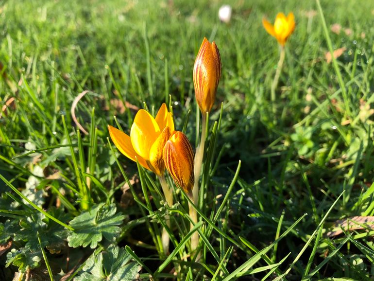 Bloeiende gele krokus in Ede op 21 januari 2019 na -10 graden in de voorgaande nacht