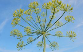 Saxifraga-Ed Stikvoort Dille