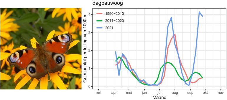 Aantal dagpauwogen in de routes in 2021 vergeleken met de periodes 1990-2010 en 2011-2020