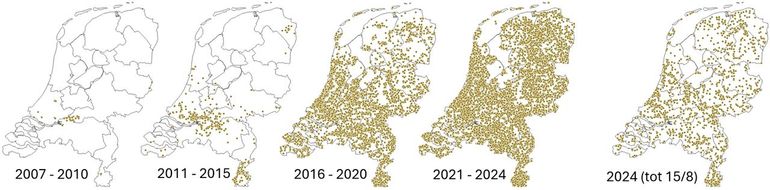 De waarnemingen van de buxusmot in vier perioden en een kaartje met de waarnemingen uit 2024 tot half augustus