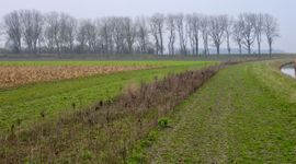Agrarisch natuurbeheer op de Soelekerkepolder.