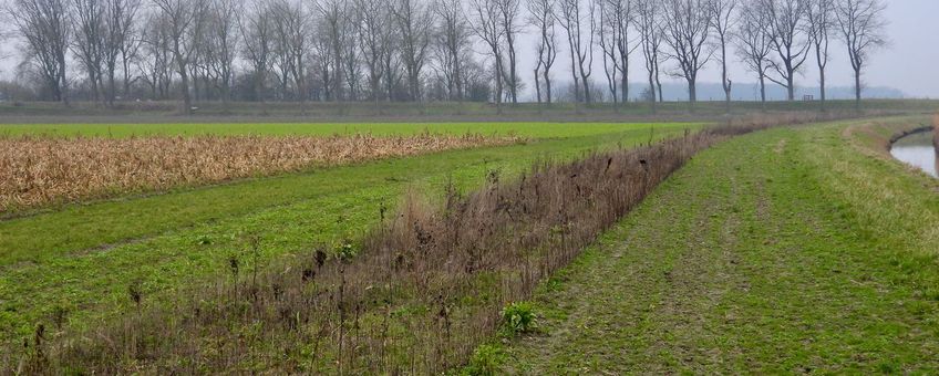 Agrarisch natuurbeheer op de Soelekerkepolder.