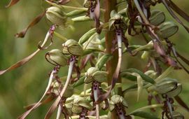 Bokkenorchis (Himantoglossum hircinum)