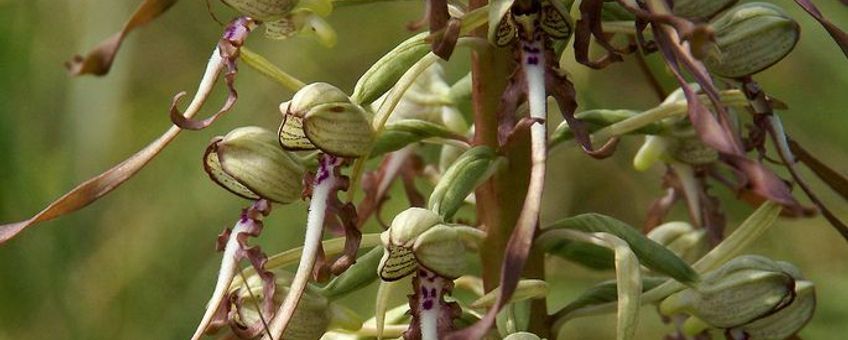 Bokkenorchis (Himantoglossum hircinum)