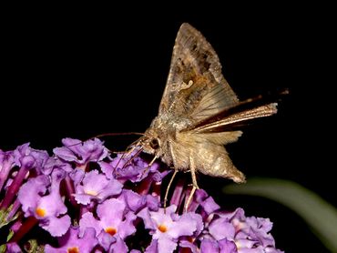 De gamma-uil gaat niet op de bloempluim zitten, maar fladdert er voor