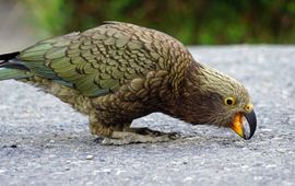 Kea