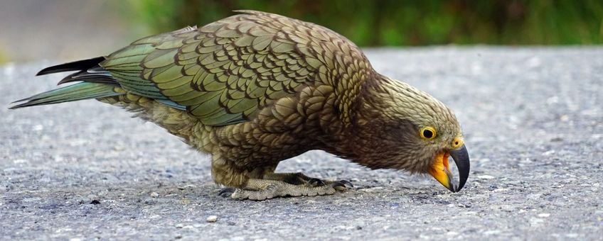 Kea