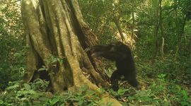 Deze chimpanzeeman in een natuurreservaat in Guinee-Bissau heeft net een steen gegooid, wat werd vastgelegd door een cameraval. (eenmalig exclusief wur)