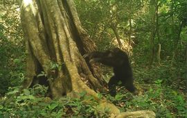 Deze chimpanzeeman in een natuurreservaat in Guinee-Bissau heeft net een steen gegooid, wat werd vastgelegd door een cameraval. (eenmalig exclusief wur)