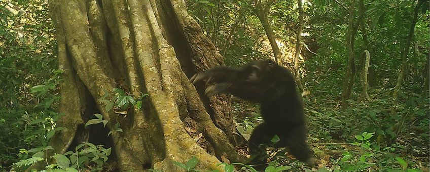Deze chimpanzeeman in een natuurreservaat in Guinee-Bissau heeft net een steen gegooid, wat werd vastgelegd door een cameraval. (eenmalig exclusief wur)
