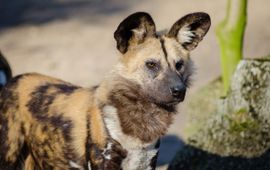 African wild dog