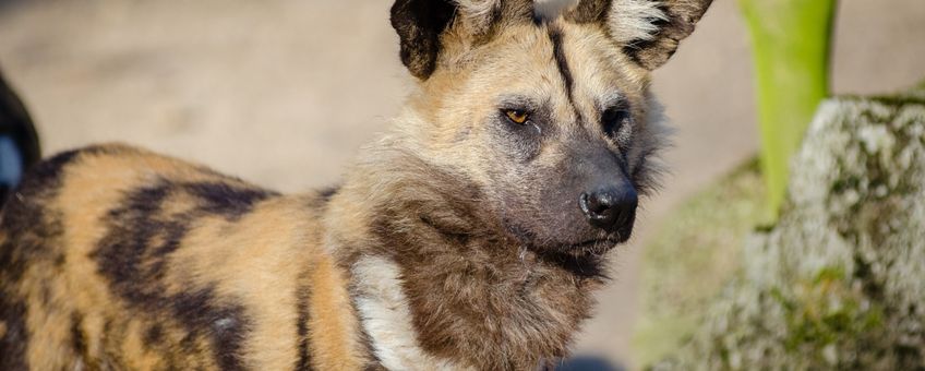 African wild dog