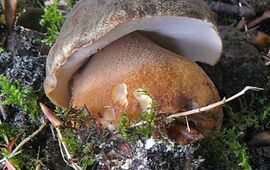 Nederlandse Mycologische Vereniging Boletus aereus
Bronskleurig eekhoorntjesbrood