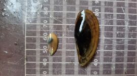 Gladde snavelneut (eenmalig gebruik WUR)