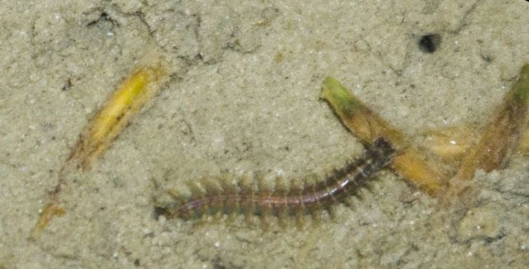 A ragworm picking a seed of cordgrass
