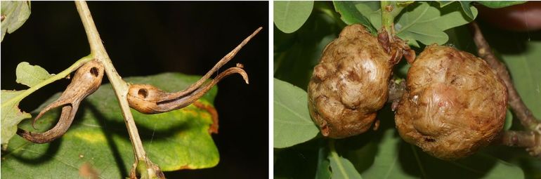 Twee voorbeelden van gallen die je in de winter kunt vinden, beide op eiken: links de ramshoorngal en rechts de aardappel gal