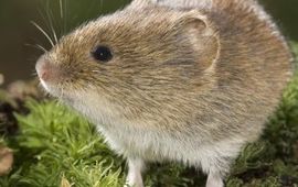 Rollin Verlinde Rosse Woelmuis