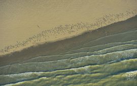 Scholeksters op strand