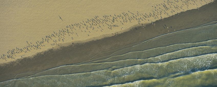 Scholeksters op strand