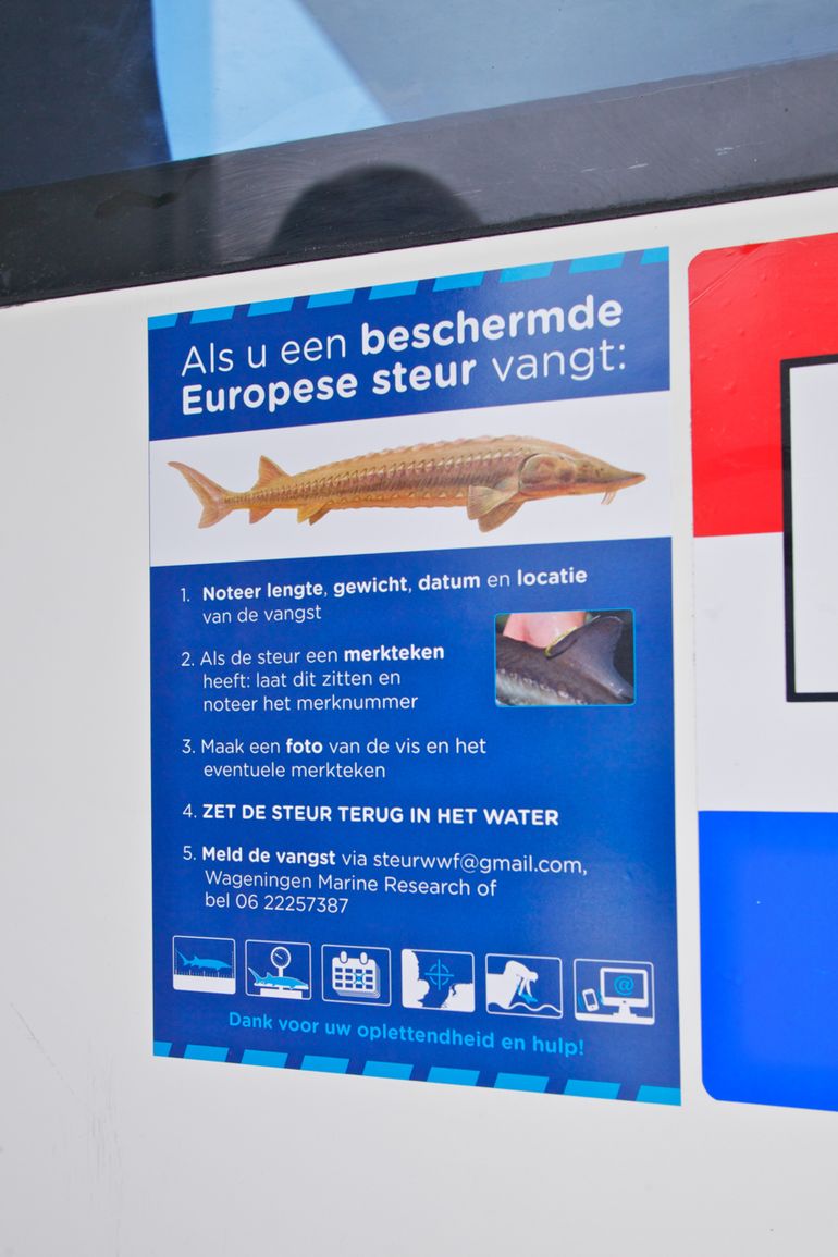 Handige steurensticker met stappenplan voor vangst steur