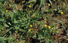 Piet Zomerdijk, Saxifraga Draadgentiaan
