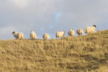 Schapen in de duinen